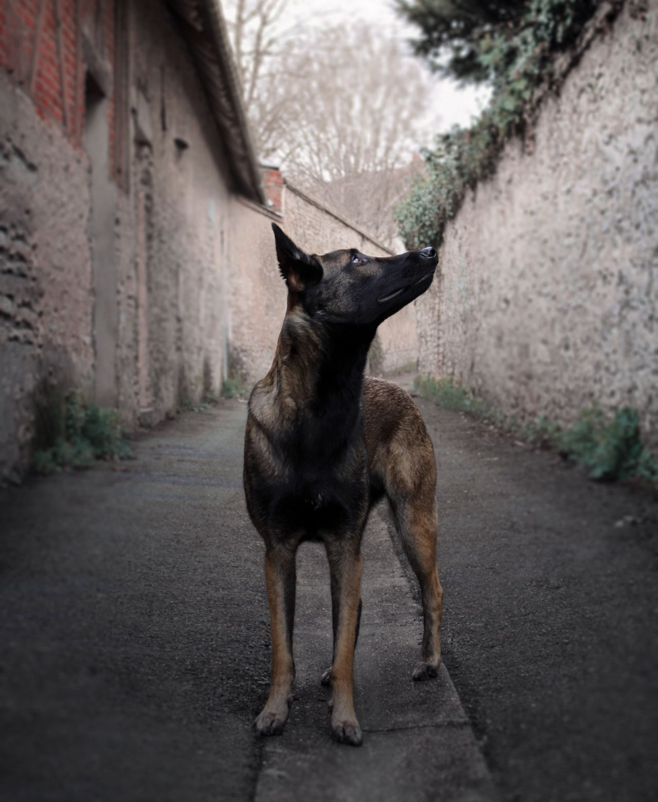 Bilan comportement , cours individuel, éducation canine, cours en ville, cours en forte
