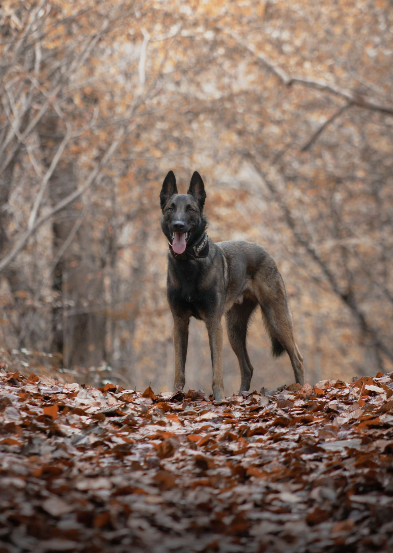 Petsitter, promener mon chien, promenade chien, balade collective, balade chien, Conflans-Sainte-Honorine